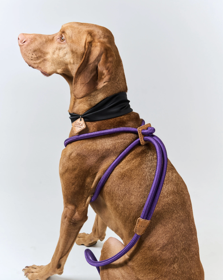 Boo Oh Ray Harness (Purple)