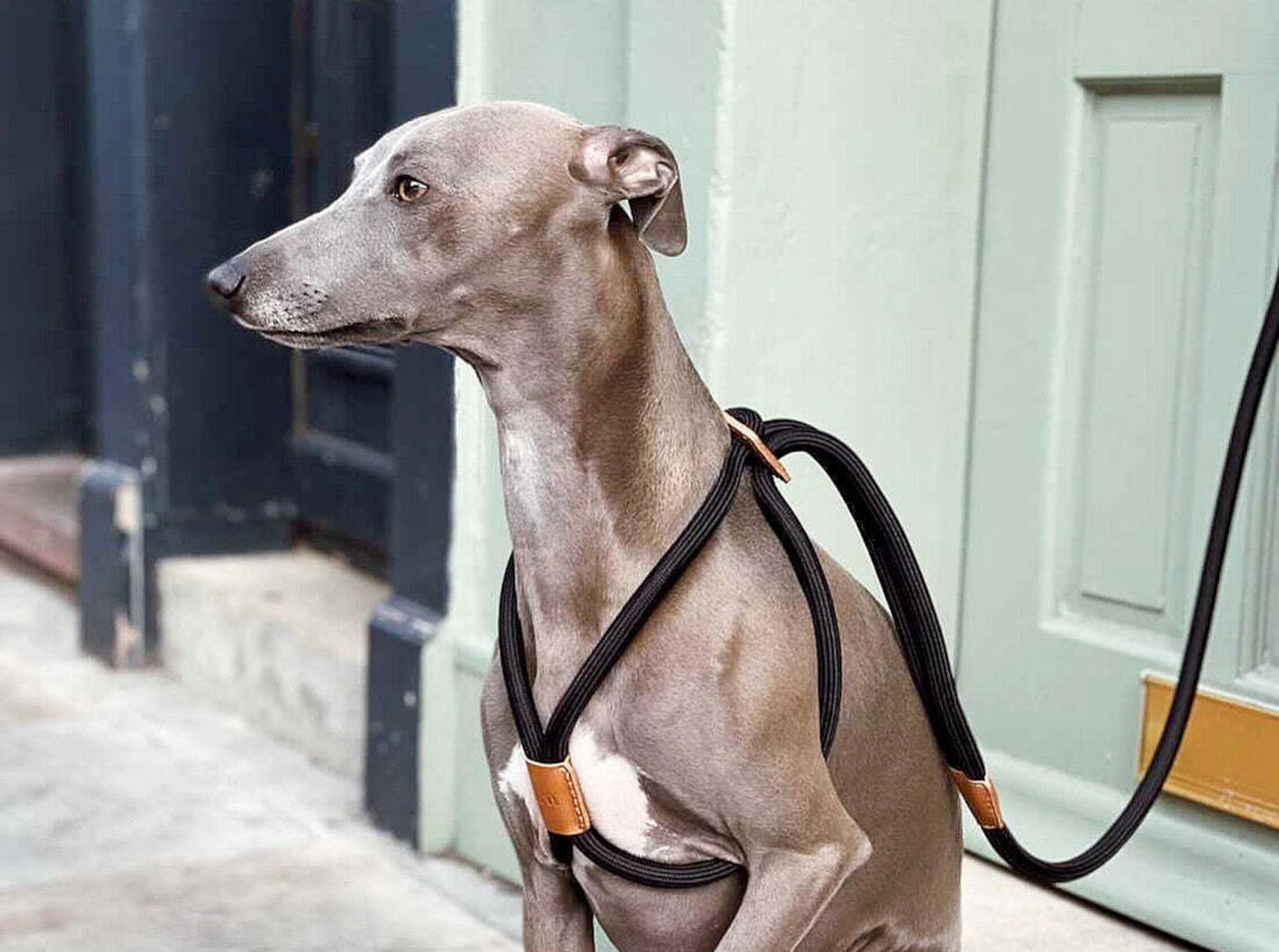 Boo Oh Ray Harness (Black)
