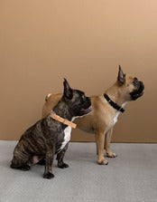 Boo Oh Lumi Collar （Gold+black）